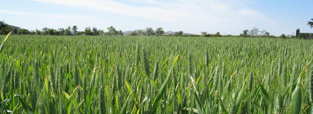 Ayuntamiento de Daya Nueva - Blog